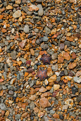 Starfish in the water on the shore of the stones.