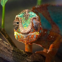 Chameleon Moving the Eyes in Different Directions