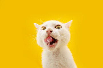 Hungry kitten cat eating and licking ita lips with tongue. Isolated on yellow colored background on summer springtime season. - obrazy, fototapety, plakaty