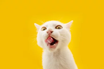 Zelfklevend Fotobehang Hungry kitten cat eating and licking ita lips with tongue. Isolated on yellow colored background on summer springtime season. © Sandra