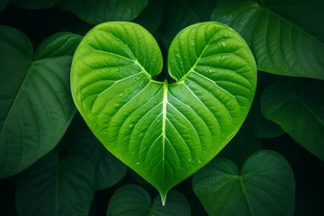 Foto op Plexiglas Green leaf in the shape of a heart in the nature © Guido Amrein