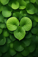 Fototapeta na wymiar Green leaf in the shape of a heart in the nature