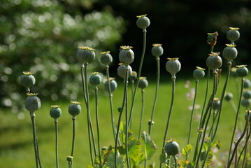 Capsules de pavots d'Orient en été au jardin - obrazy, fototapety, plakaty