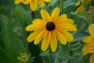 Rudbeckia jaune au jardin en été