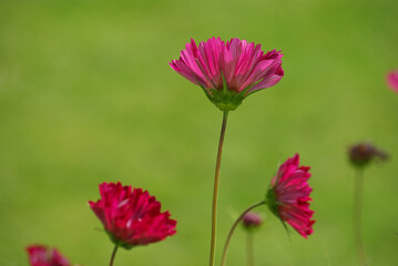 Cosmos rose au jardin