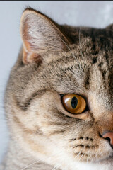 Banner of a close up of a tabby cat face with brown eyes and nose