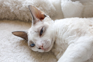 The kitten was lying on the white carpet. White Devonrex kitty with blue eyes.