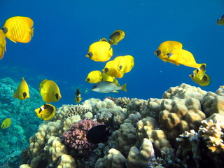 Colorful tropical fish on a coral reef, amazingly beautiful fairy world. In the coral gardens of the Red Sea.