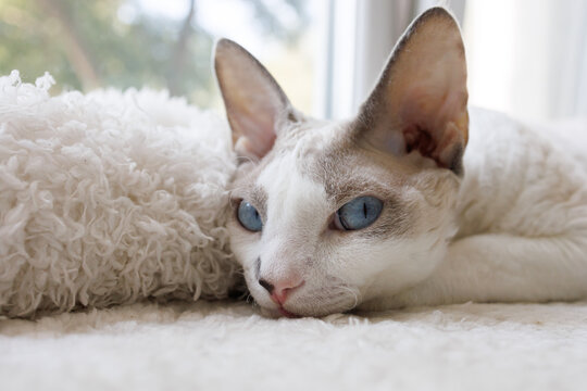 The kitty put his muzzle on the white mat. White Devonrex kitty with blue eyes.