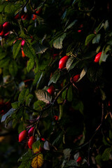rose hips in the morning light as a great play of colors