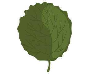 leaf 