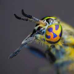 Horse fly colorful eye, tabanidae, macro