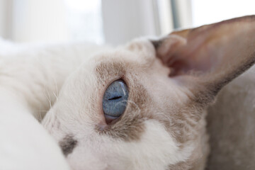 Kitty's curled up in a ball and watching. White Devonrex kitty with blue eyes.
