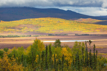 Autumn in polar tundra