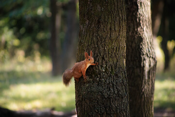 A red squirrel runs up and down a tree post.
