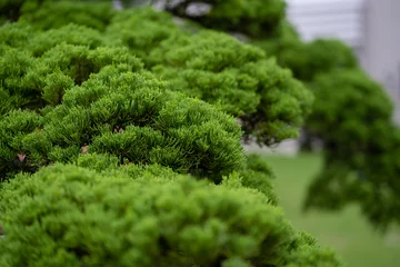 Rolgordijnen Japanese pine tree leaf close up © JCM