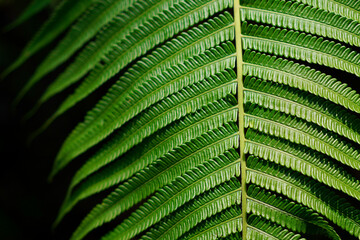 Fern leaf close up with isolated black background
