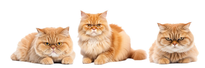A trio of funny and grumpy Persian cats isolated against a transparent background, showcasing their fluffy fur and distinct personalities