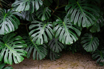 Monstera Deliciossa plant growing wild bushy in the garden. Monstera background, plant background concept © JCM