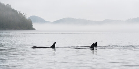 Panorama of three Orca (Orcinus orca) on whale watching tour, Telegraph Cove, Vancouver Island,...