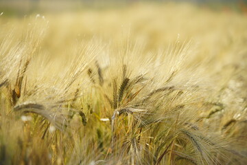 wheat field, grain, forage, healthy food