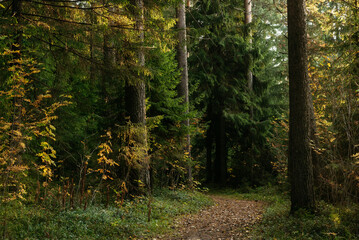 Landscape. Autumn forest in the evening after sunset