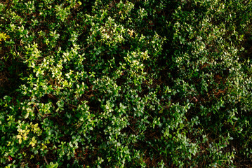 Detail of the northern autumn forest. Dark green saturated lingonberry leaves