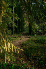 Landscape. A mysterious northern forest after sunset on an autumn evening with a fallen tree lying across the path leading into the distance