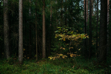 Landscape. Northern forest after sunset on an autumn evening.