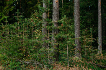 Landscape. Northern forest after sunset on an autumn evening.