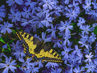 Papilio machaon