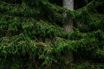 Landscape. Northern forest after sunset on an autumn evening.