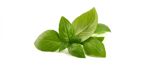 Sweet Basil leaves, fresh condiments, isolated on white background. - obrazy, fototapety, plakaty