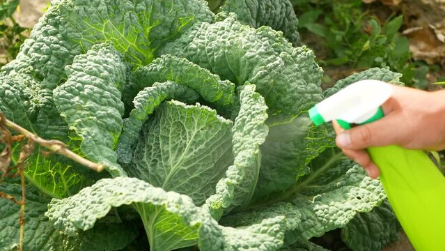 Natural cabbage treatment, spraying a natural mixture on the foliage to repel caterpillars and worms, pieris brassicae. Spray of nettle compost, cabbage leaf manure, tomato shoot manure