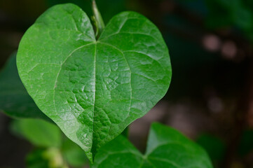 Close up of heart shaped green leaf of a vine climber in the garden, India.