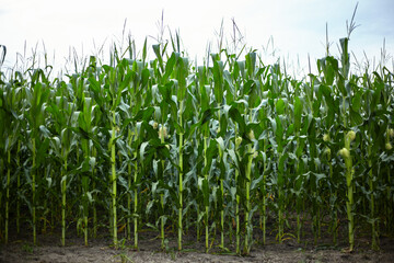 Young green corn is ripening.