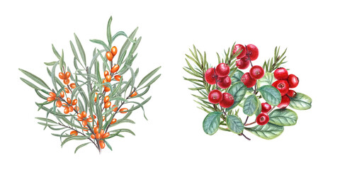 Set of ripe autumn berries and spruce branch. Juicy red Cranberries , orange Sea Buckthorn, green leaves. Watercolor illustration for greetings, advertising posters, decoration, label