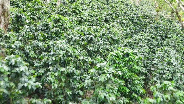 Dolly shot footage inside a coffee farm that has trees for shadow for the plantation