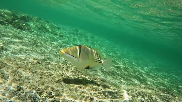 Picasso triggerfish in crystal clear sea water