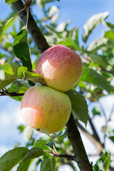 Juicy, ripe two apples on a branch against a background of greenery and sky.