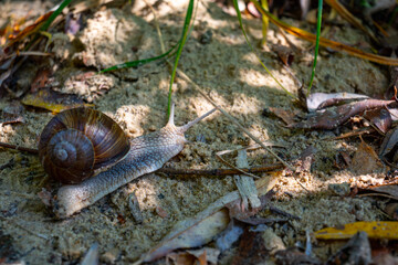 Snail creeping on a wooden branch. A garden snail creeps on soft forest soil. 