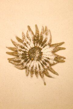 Starfish In The Sand; Edmonton, Alberta, Canada