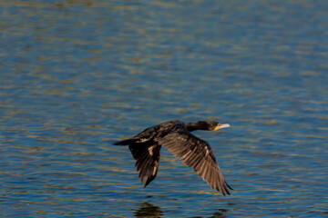 Double-crested cormorant in lake