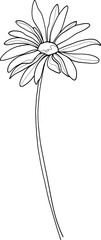 Line art daisy clipart, vector illustration.