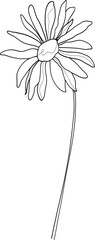 Line art daisy clipart, vector illustration.