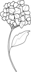 Line art hydrangea, vector botanical illustration