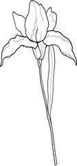 Line art iris flower, floral vector illustration