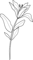 Lily vector illustration, line art flower, leaves