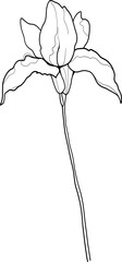 Line art iris flower, floral vector illustration