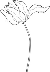 Line art tulip flower, floral vector illustration